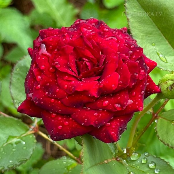 превью изображения отзыва