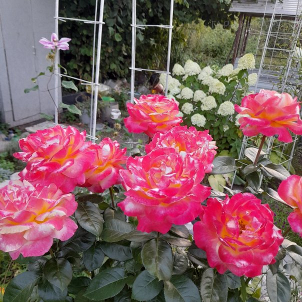 превью изображения отзыва