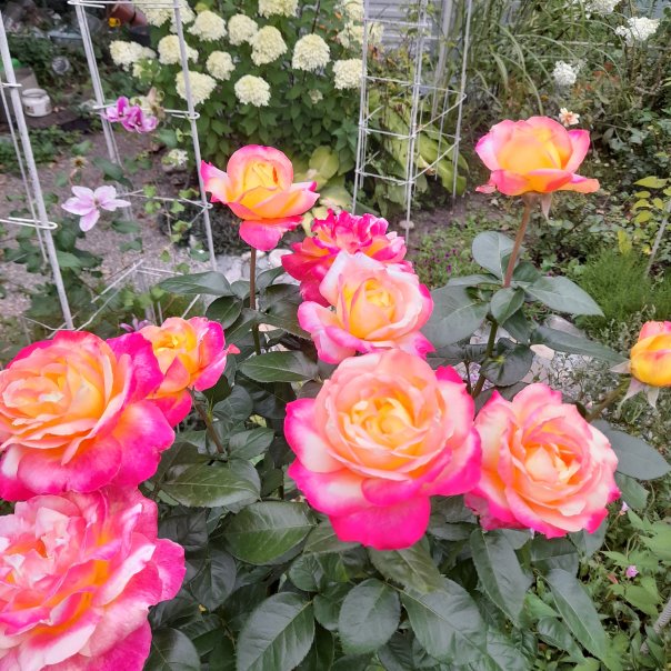 превью изображения отзыва