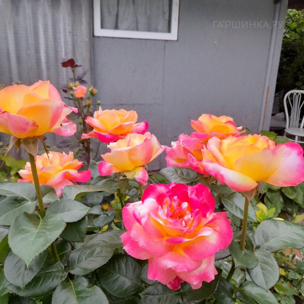 превью изображения отзыва