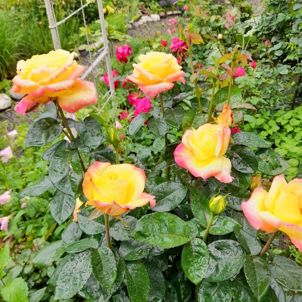 превью изображения отзыва