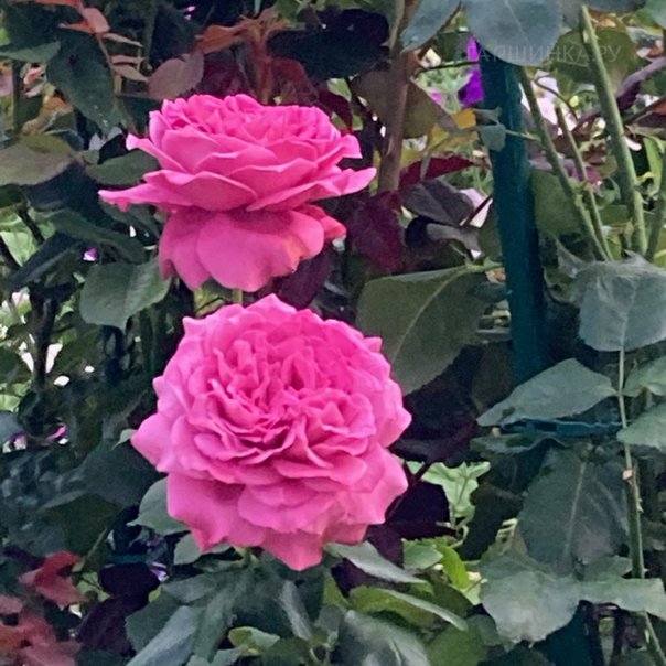 превью изображения отзыва