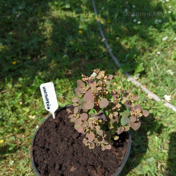 превью изображения отзыва