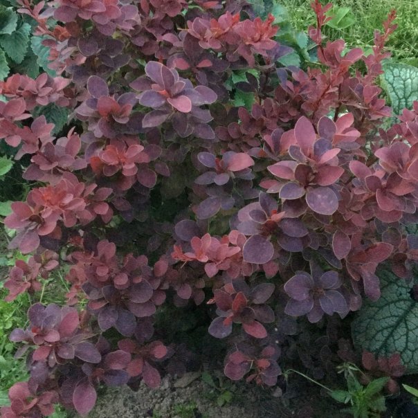 превью изображения отзыва