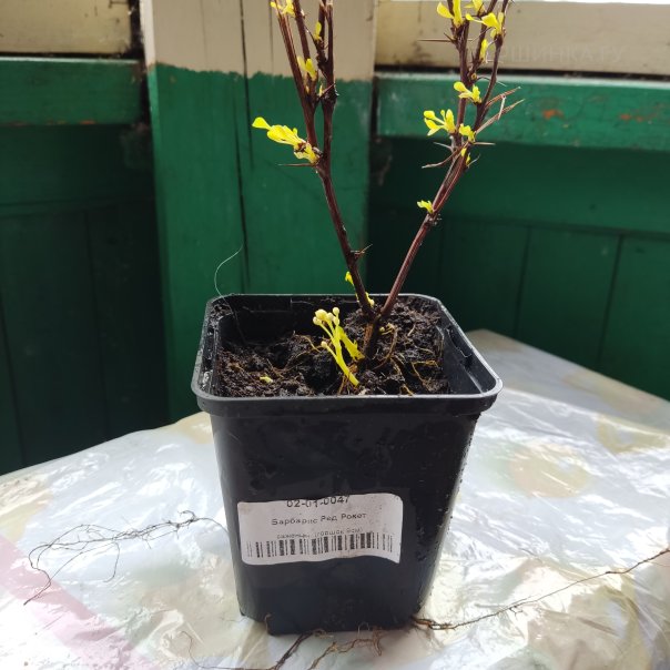 превью изображения отзыва