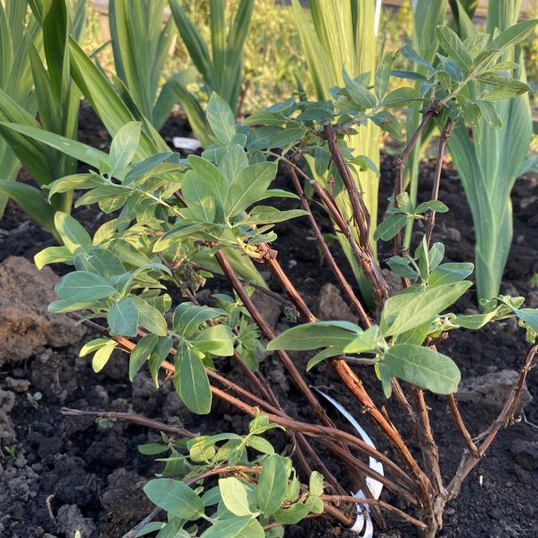 превью изображения отзыва