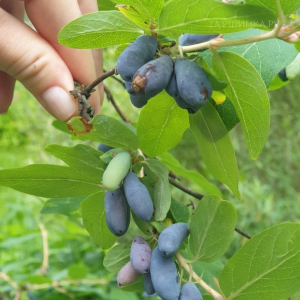 превью изображения отзыва