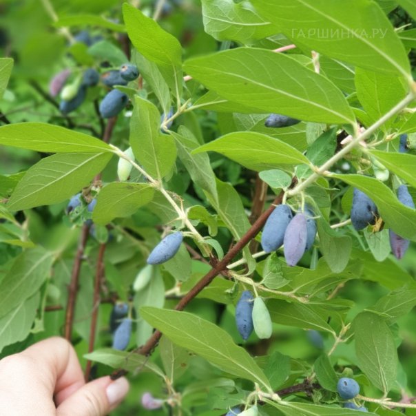 превью изображения отзыва