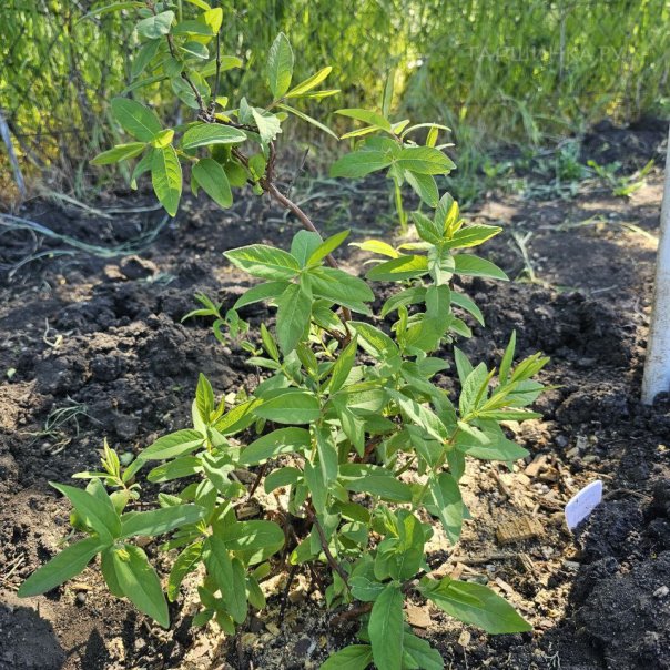 превью изображения отзыва