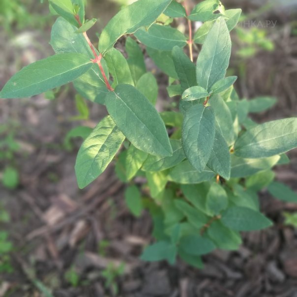 превью изображения отзыва