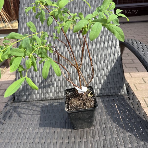 превью изображения отзыва