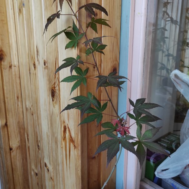 превью изображения отзыва