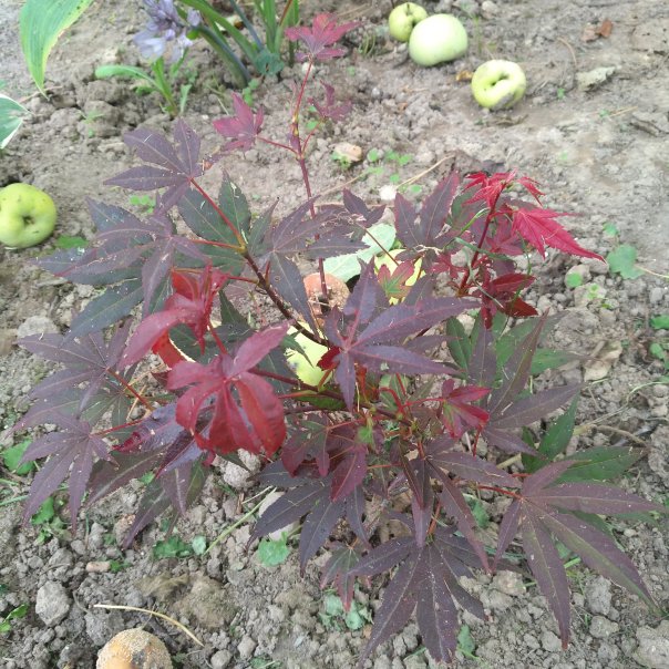 превью изображения отзыва