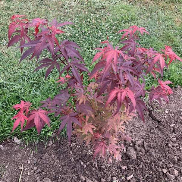 превью изображения отзыва