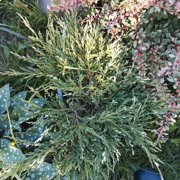 превью изображения отзыва