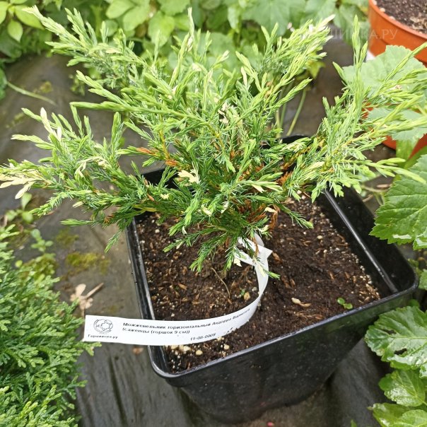 превью изображения отзыва