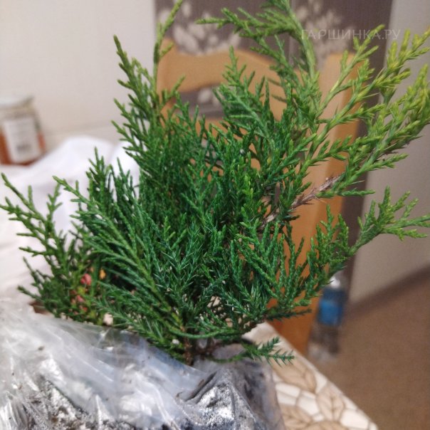 превью изображения отзыва