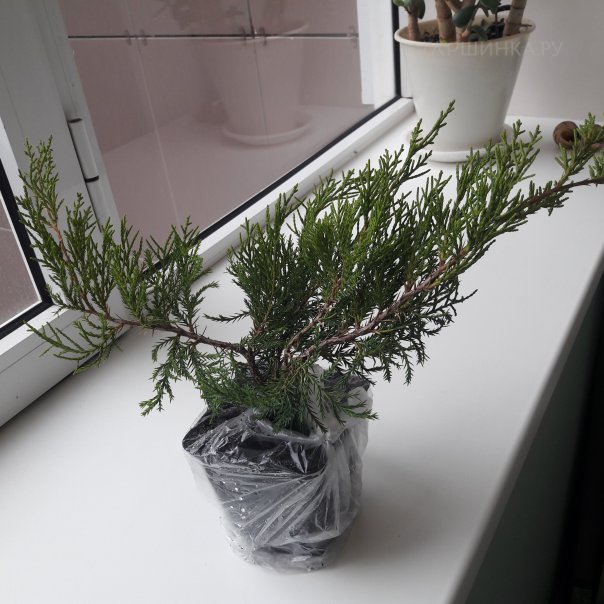 превью изображения отзыва