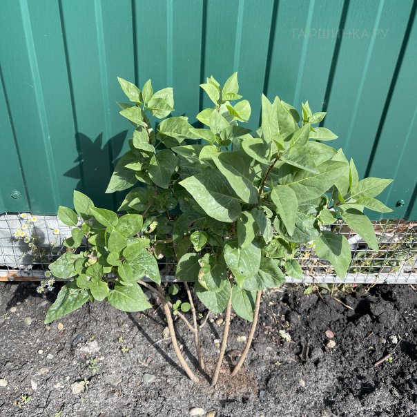 превью изображения отзыва