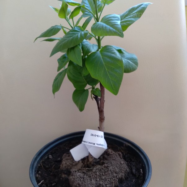 превью изображения отзыва