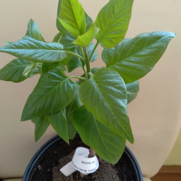 превью изображения отзыва