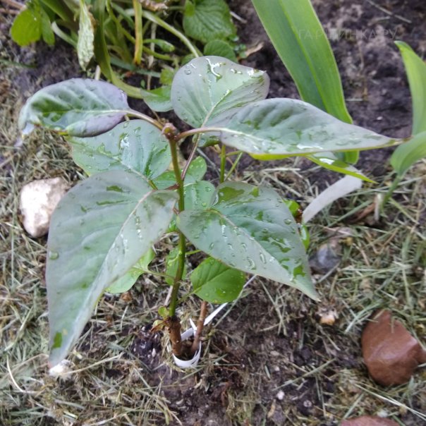 превью изображения отзыва