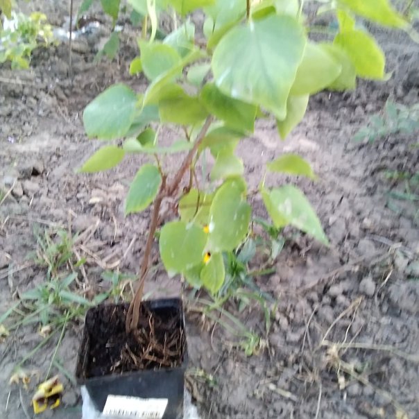 превью изображения отзыва