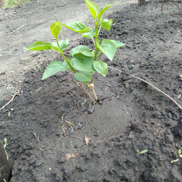 превью изображения отзыва