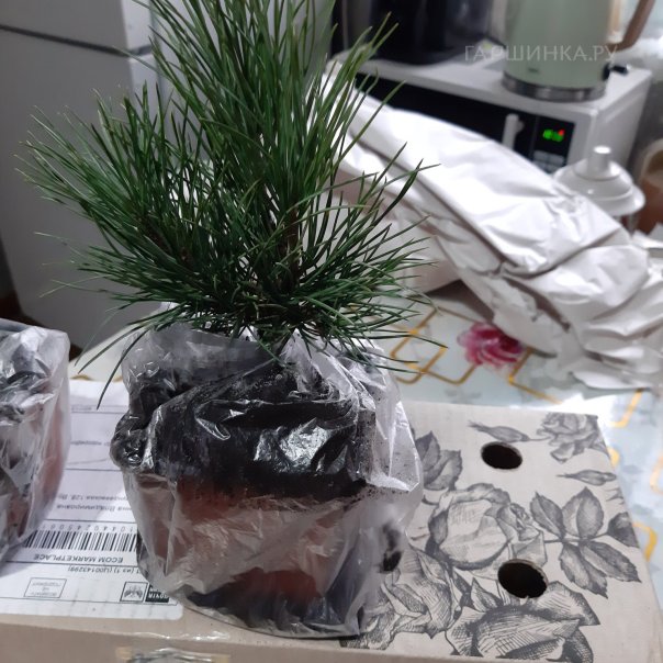 превью изображения отзыва