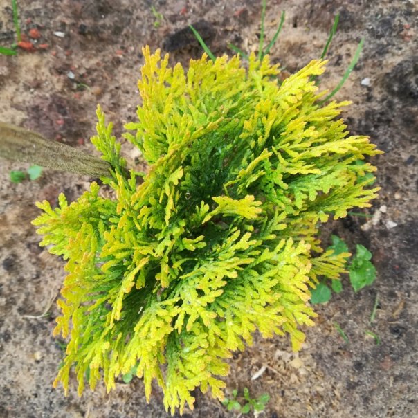 превью изображения отзыва