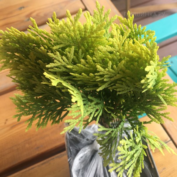 превью изображения отзыва