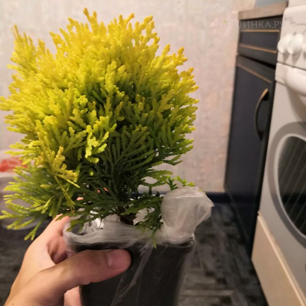 превью изображения отзыва