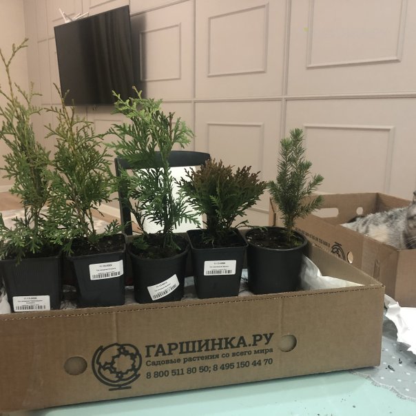 превью изображения отзыва