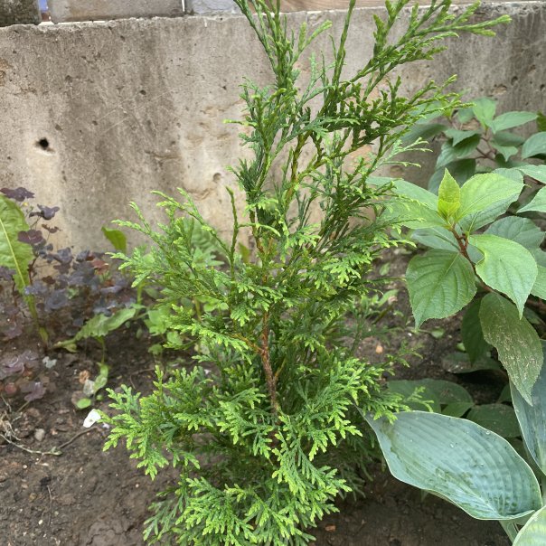 превью изображения отзыва