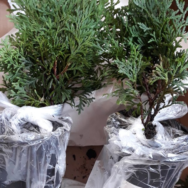 превью изображения отзыва