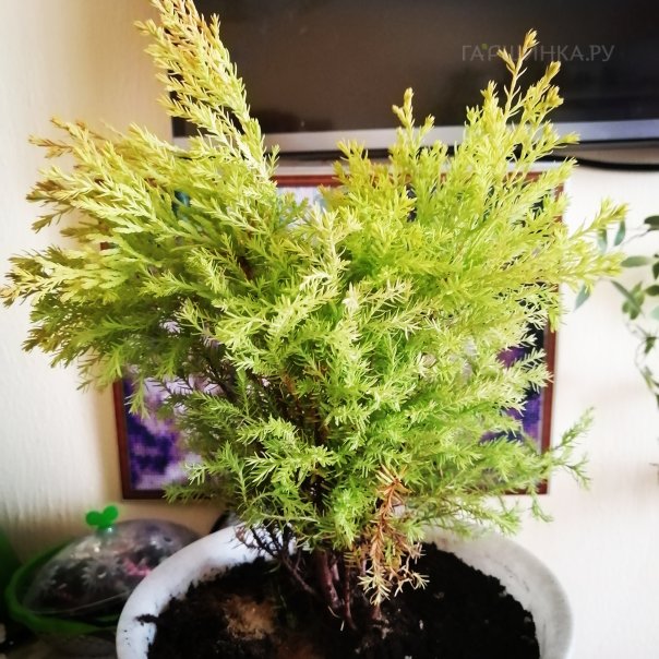 превью изображения отзыва