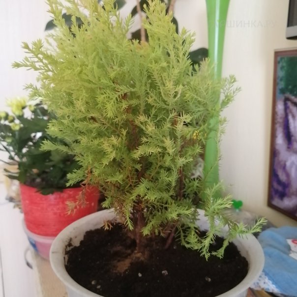 превью изображения отзыва