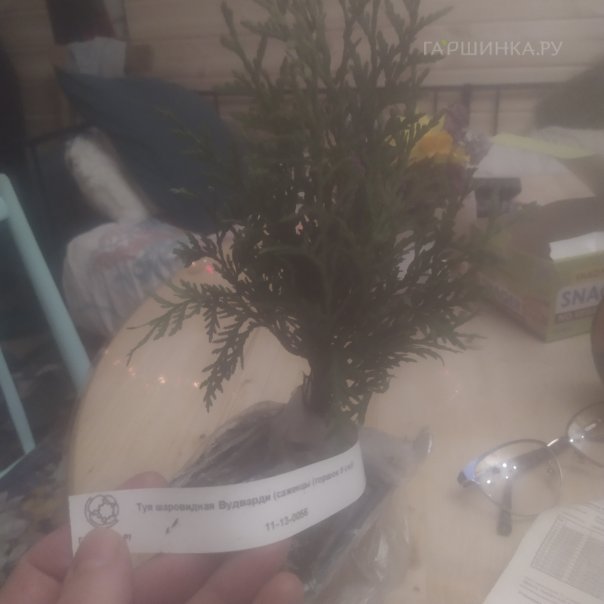 превью изображения отзыва