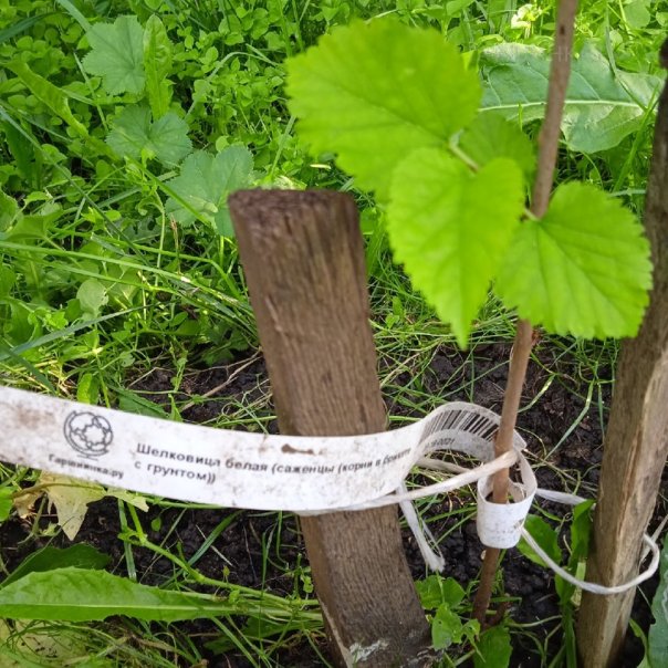 превью изображения отзыва