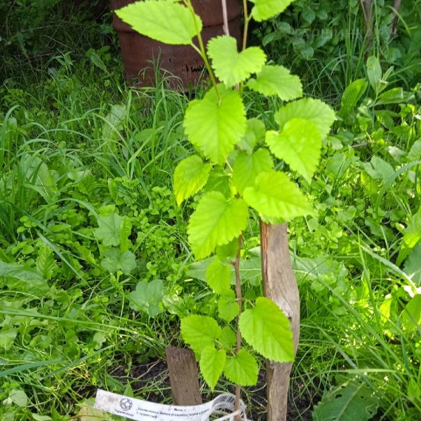 превью изображения отзыва