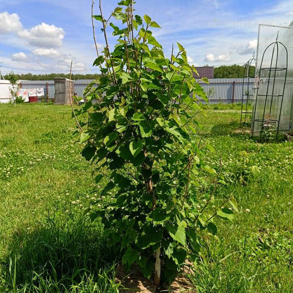 превью изображения отзыва