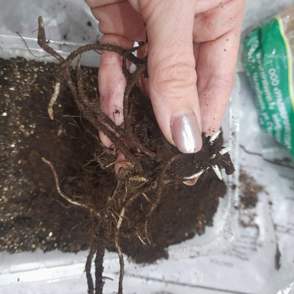 превью изображения отзыва