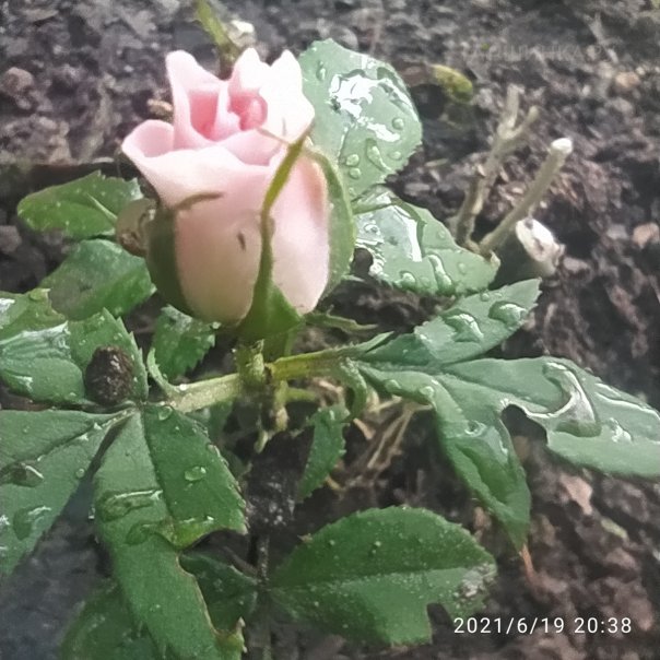 превью изображения отзыва