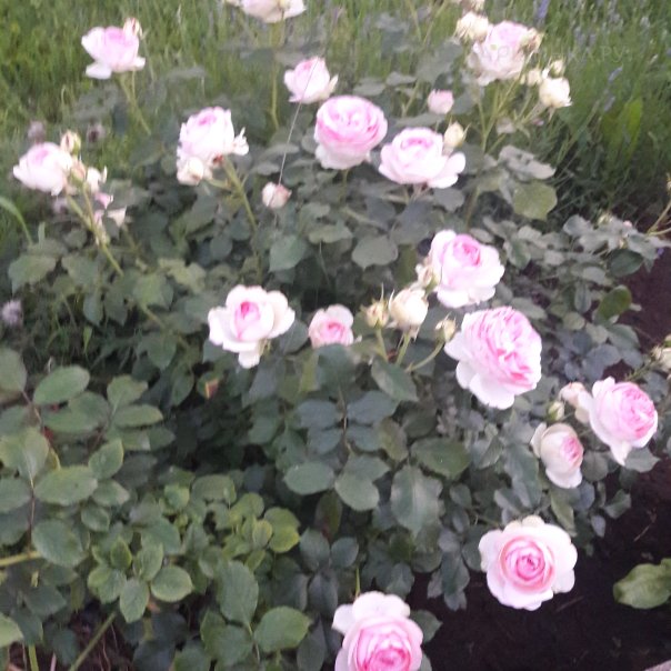 превью изображения отзыва