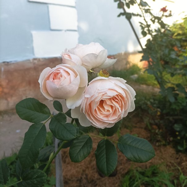 превью изображения отзыва