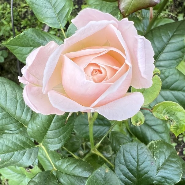 превью изображения отзыва