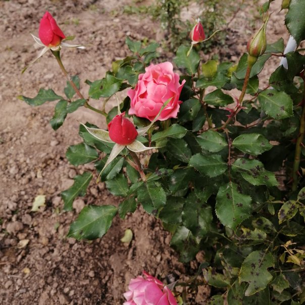 превью изображения отзыва