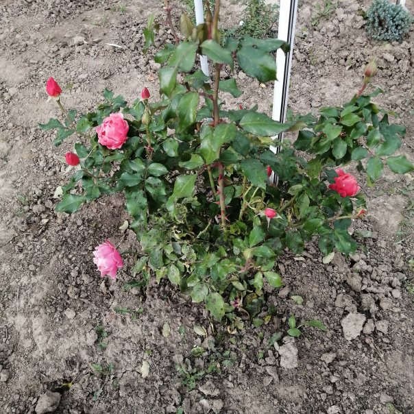 превью изображения отзыва