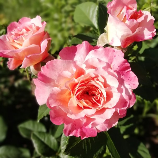 превью изображения отзыва