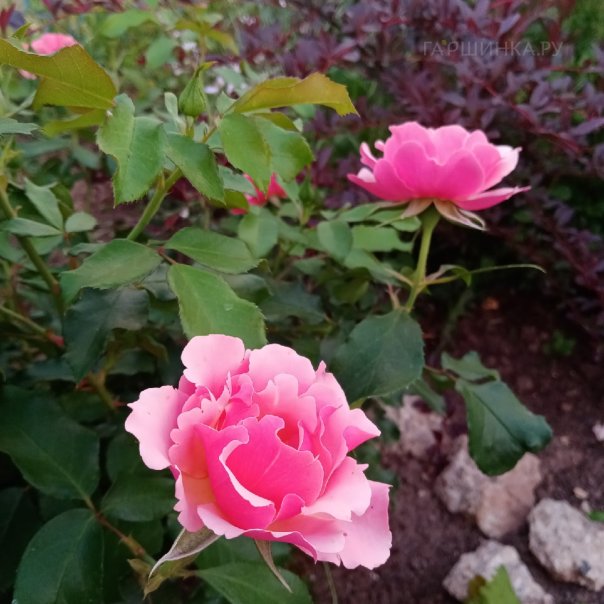 превью изображения отзыва